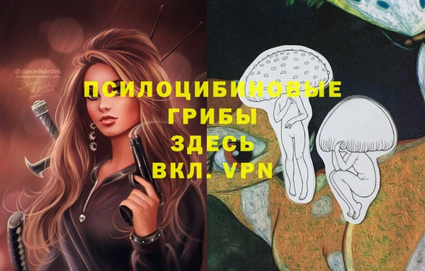 прущие грибы Верея