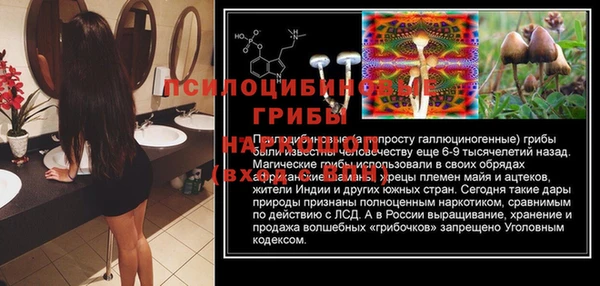 прущие грибы Верея
